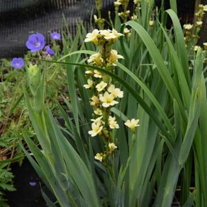 Sisyrinchium striatum ---